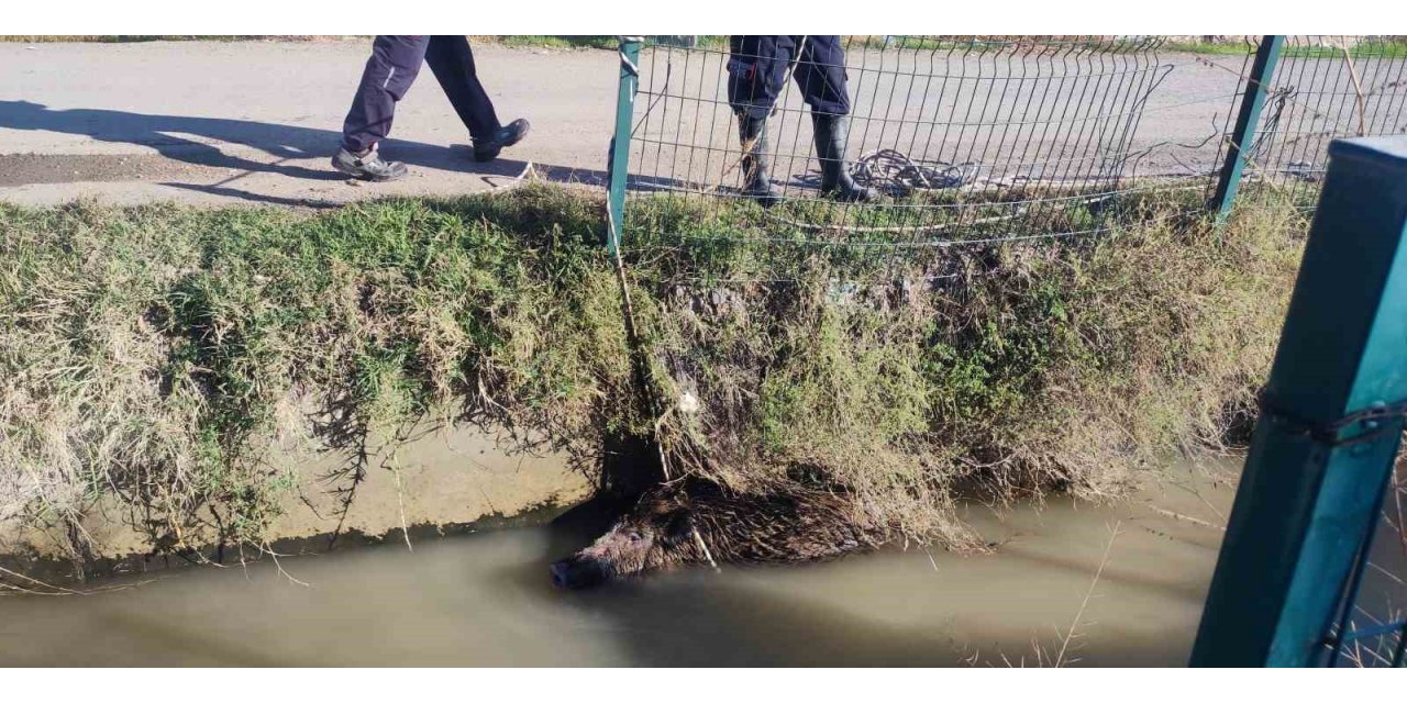 Sulama kanalına düşen yaban domuzu mahalleliyi ayağa kaldırdı