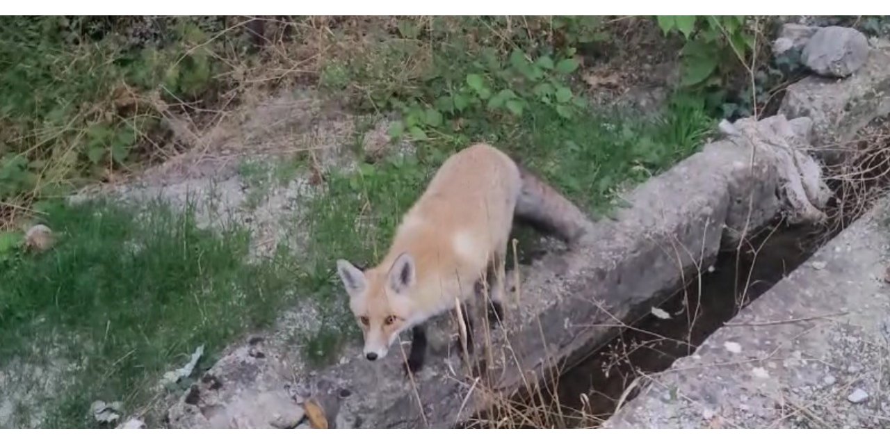 Tilki ilçeyi mesken tuttu