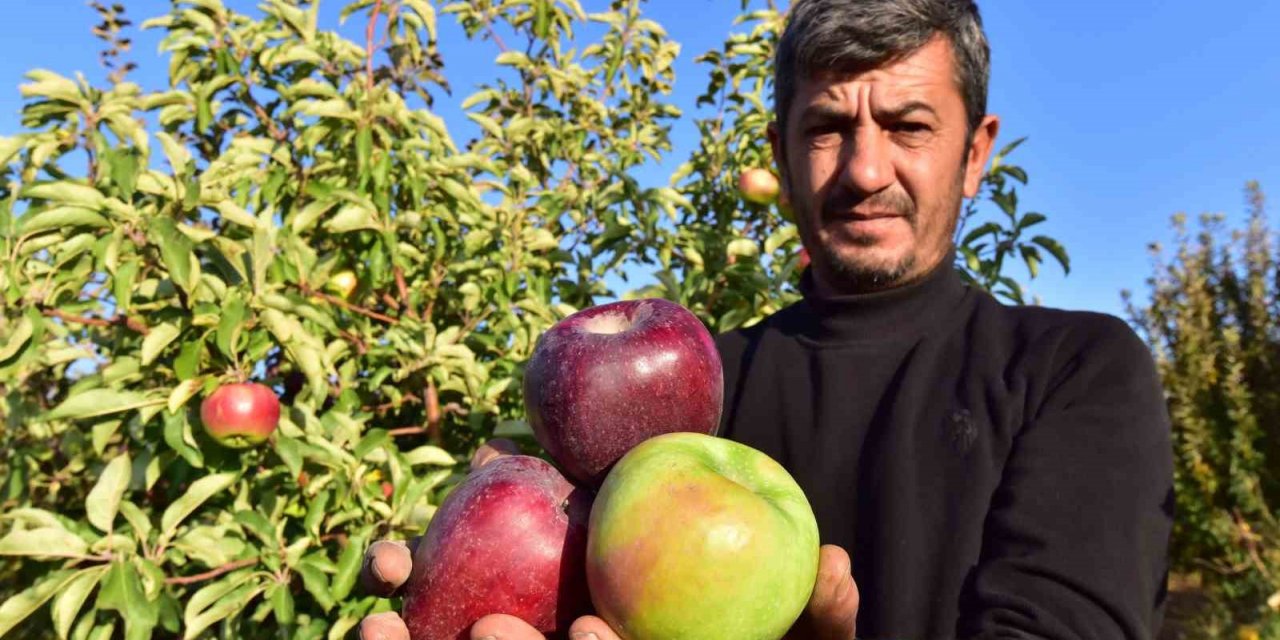 Ahlat elması yurt içi ve yurt dışı pazarında