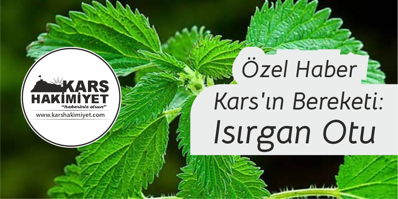 Kars'ın Bereketi: Kasım Ayında Yetişen Isırgan Otu