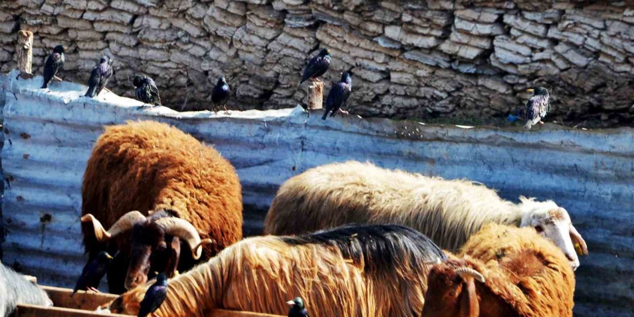 “Erzurum’da hayvan yetiştiriciliğinin güçlü yanları var”