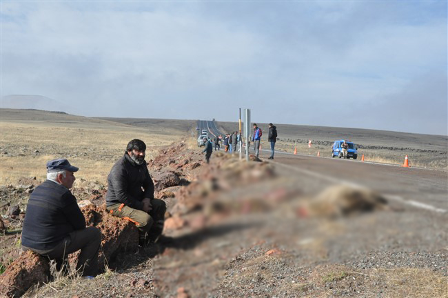 Kars’ta tur minibüsü koyun sürüsüne daldı: 25 koyun telef oldu