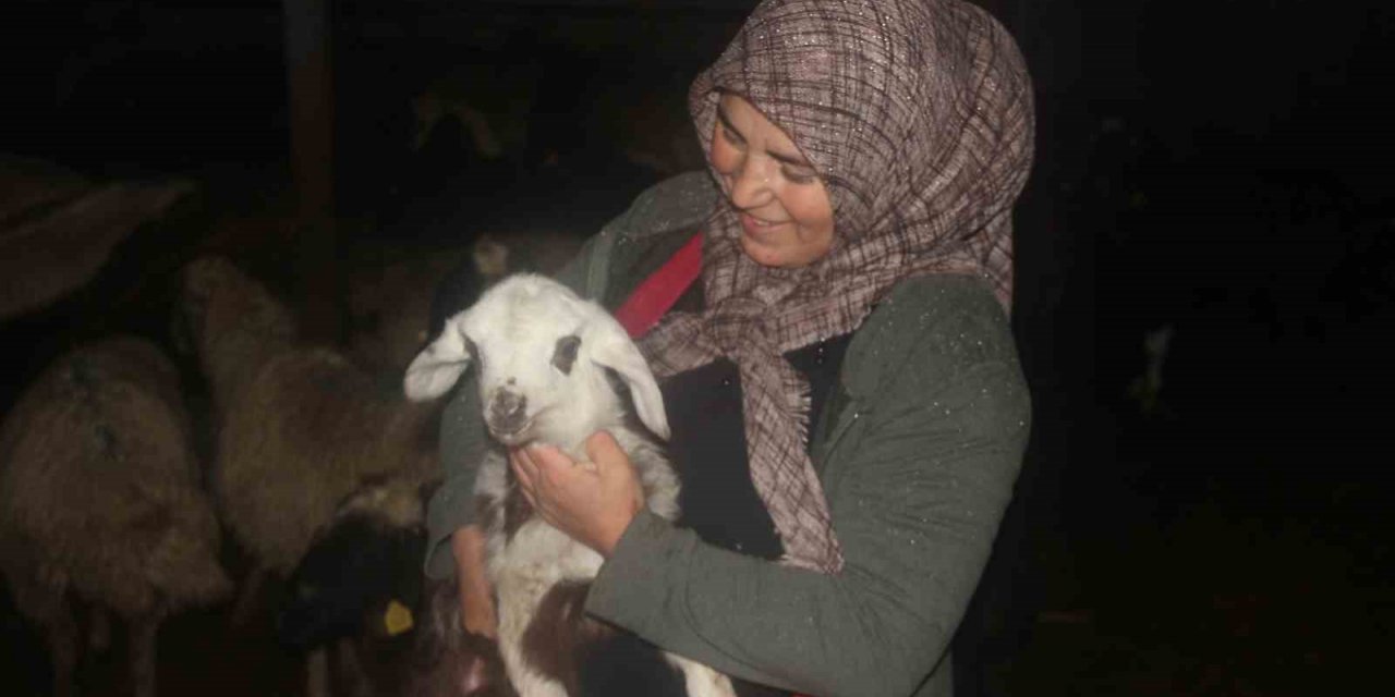 Kadın girişimci devletten aldığı destekle hayvancılık yapıyor