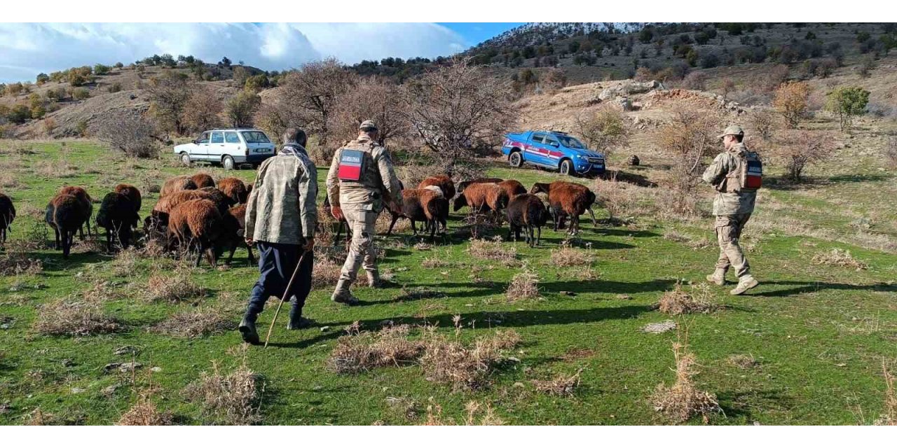 Fırtınada kaybolan koyunlar jandarma tarafından bulundu