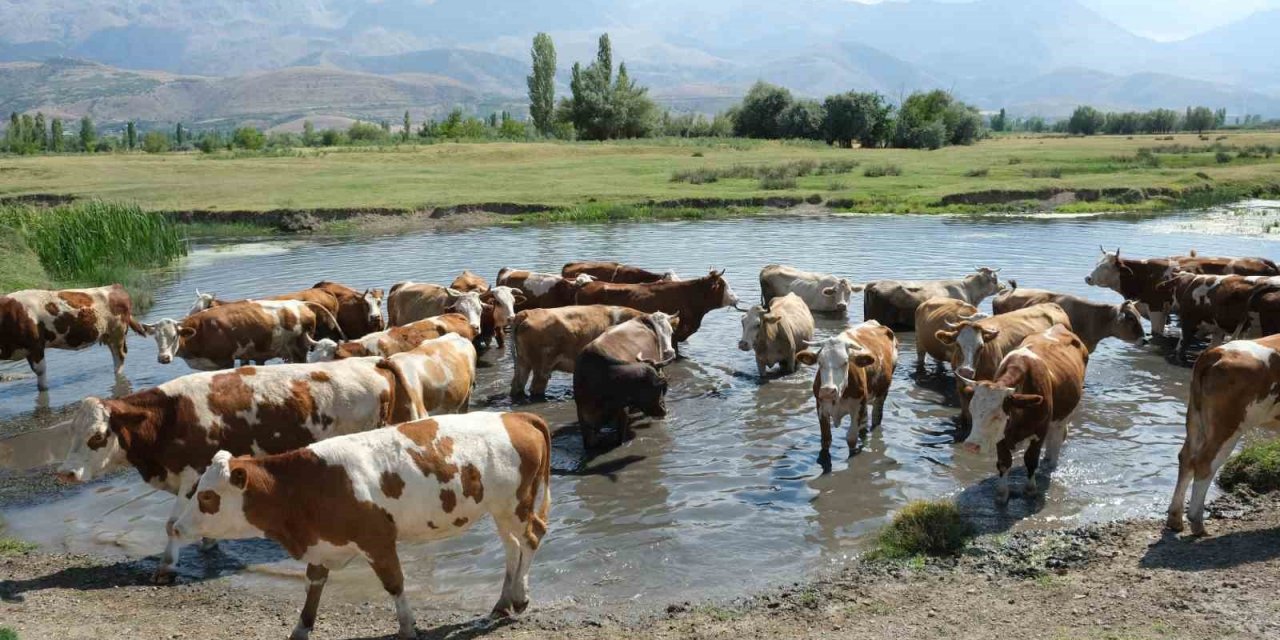 Hayvancılık destekleme için başvuru tarihleri açıklandı