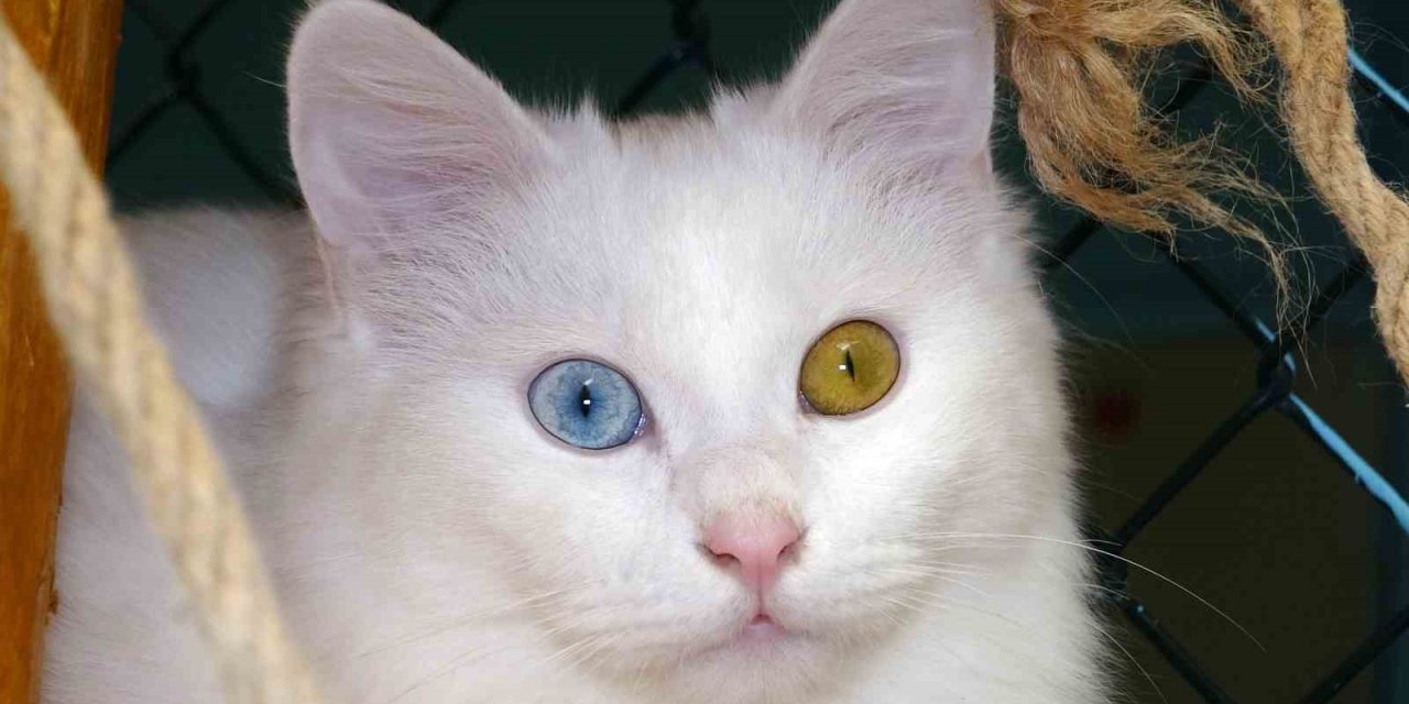 Bu yıl 145 Van kedisi dünyaya geldi