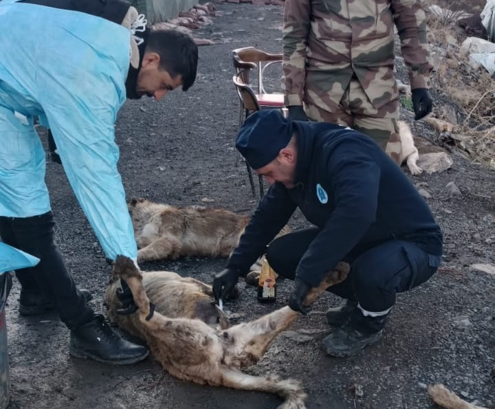 Üs bölgelerindeki can dostlar sağlık taramasından geçirildi