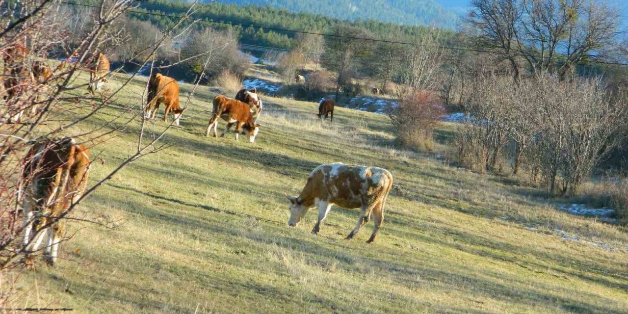 Posof’ta sonbahardan kalma günler