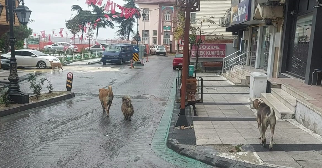 Depremden hemen sonra sokakta çok sayıda köpek gözlendi