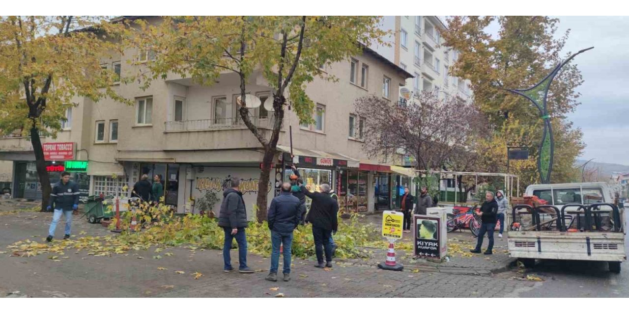 Bingöl’de ağaçlar budanıyor