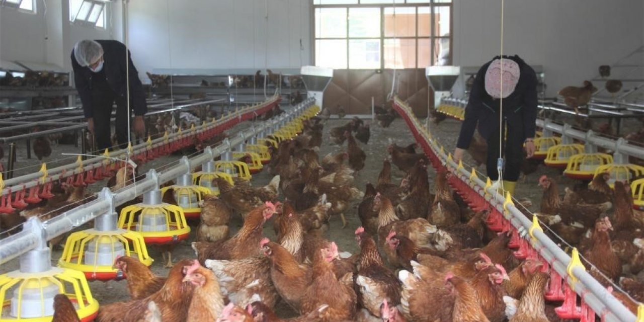 Tavuk eti üretimi arttı