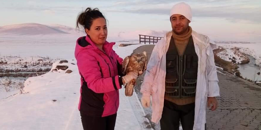Ardahan’da avcılar tarafından vurulan şahin, Kars’ta tedavi altına alındı