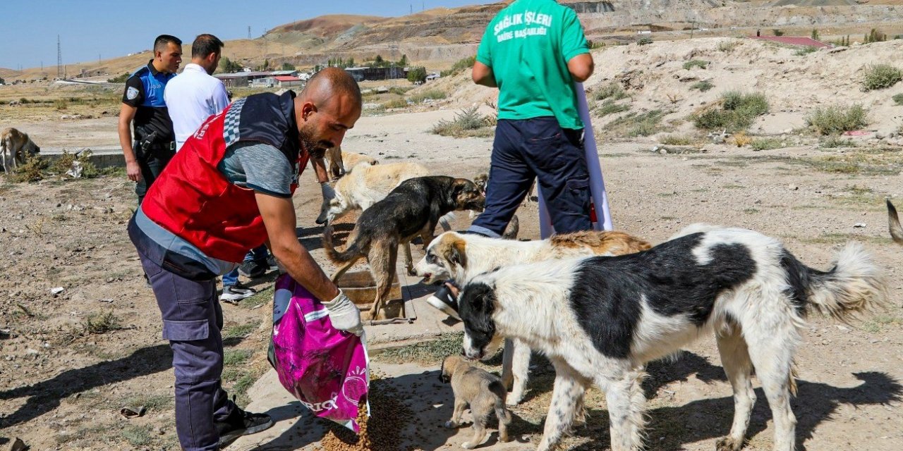 Van’da bir yılda 10 bin 595 sokak hayvanı tedavi edildi