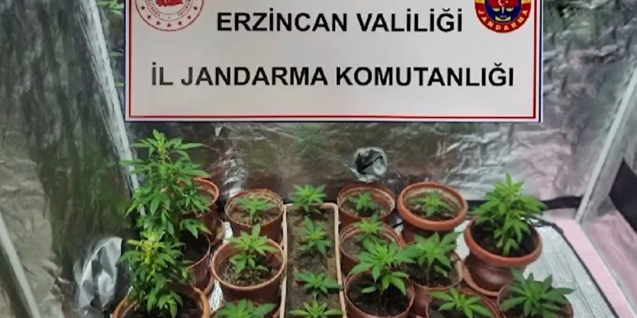 Evinde Hint keneviri yetiştiren 1 kişi gözaltına alındı