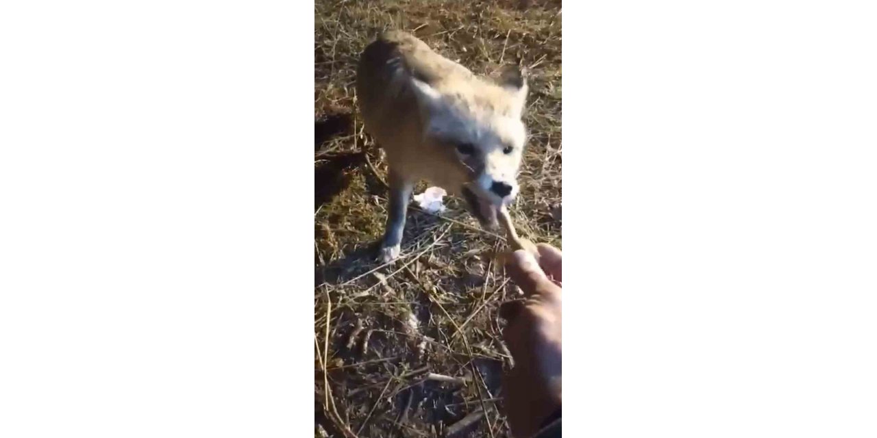 Ağrılı vatandaş, aç kalan tilkiyi elleriyle besledi