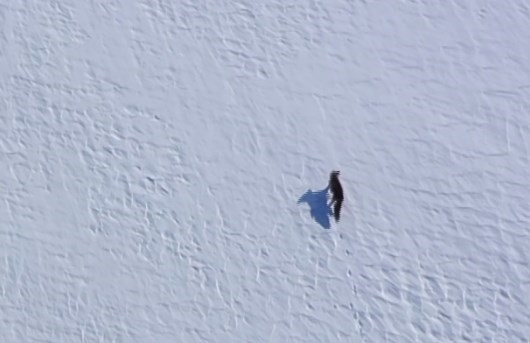 Kar üstünde yiyecek arayan tilki, dron ile görüntülendi