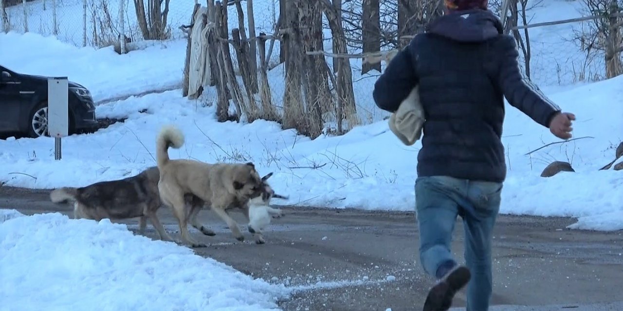 Canını hiçe sayan çoban kediyi köpeklerden kurtardı