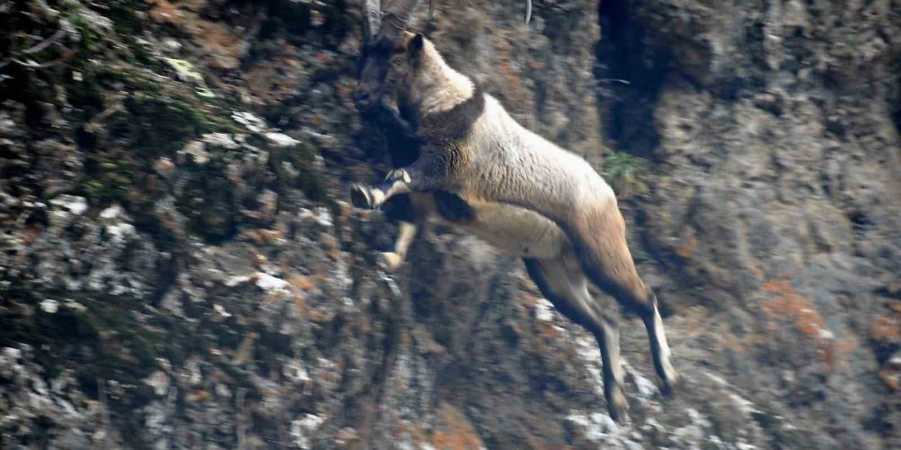 Tunceli’de karlı zirvelerde yiyecek arayan yaban keçileri görüntülendi