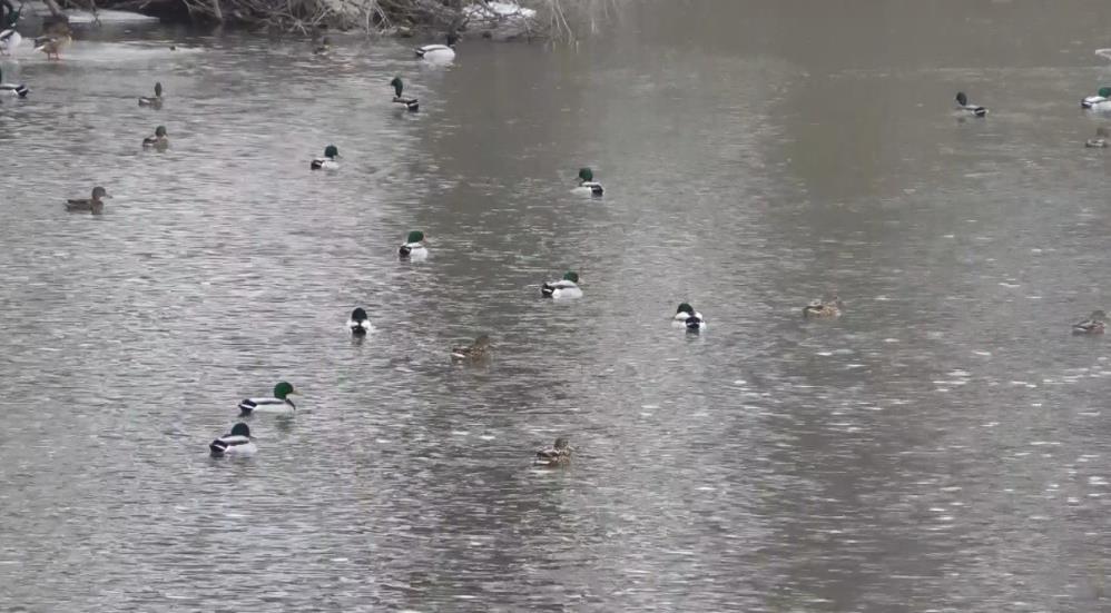 Kars’ta yaban ördeklerinin yiyecek mesaisi başladı