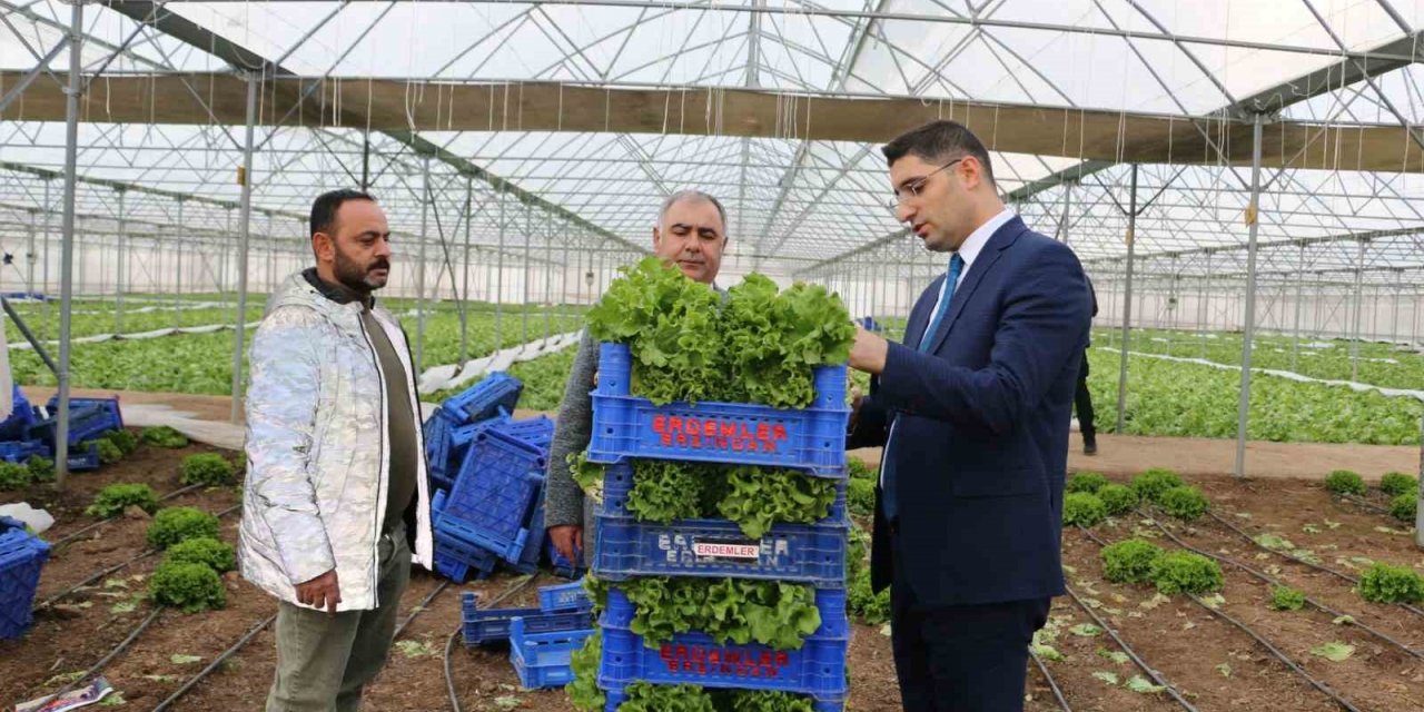 Erzincan’da seralarda ocak ayında marul hasadı sürüyor