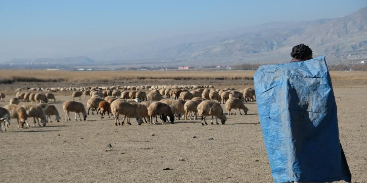 Zemheri ayında güneşli hava, küçükbaş hayvanları yeniden meralara çıkardı