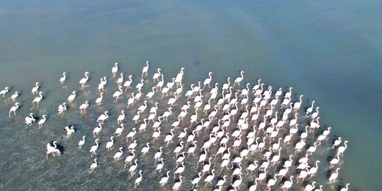 Flamingolar artık kışın da Van Gölü havzasında kalıyor