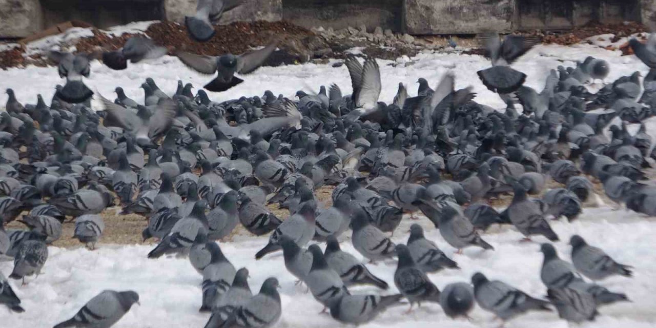 Yem kapmak için birbiriyle yarışan güvercinler görsel şölen oluşturdu