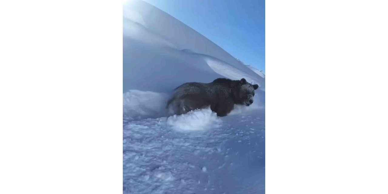 Yüksekova’da dev ayı karda yürürken görüntülendi