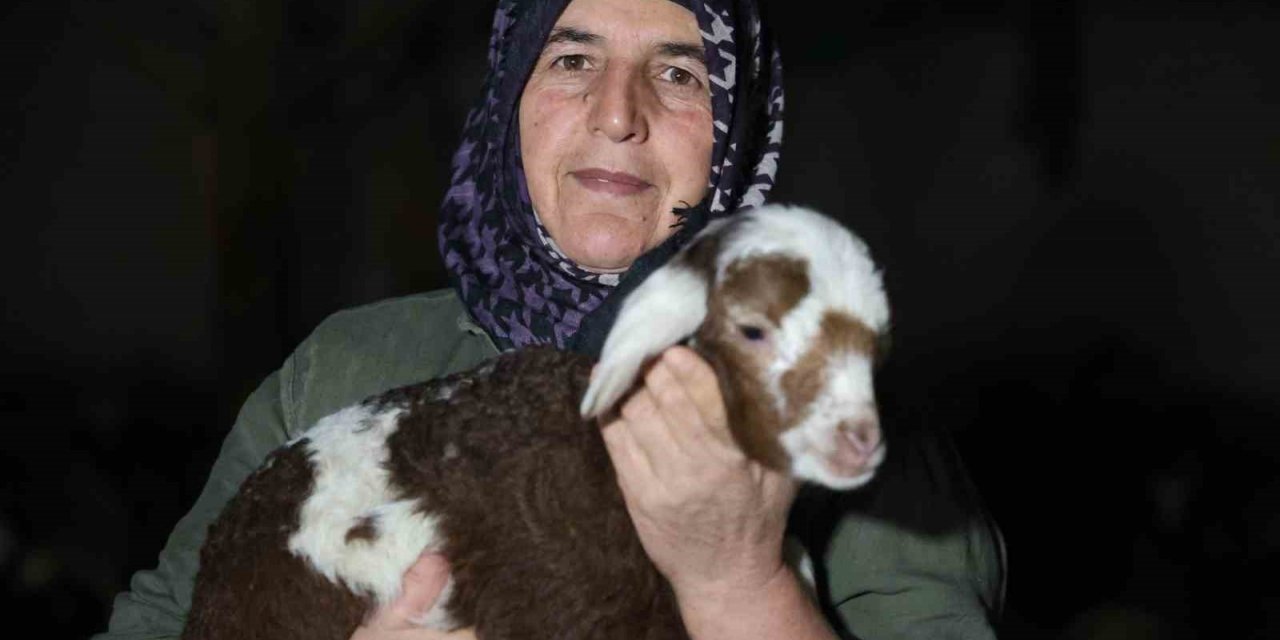 Elazığ’da yeni yılın ilk kuzuları dünyaya geldi