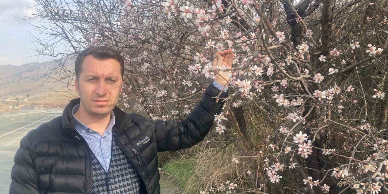 Malatya’da badem ağaçları çiçek açtı