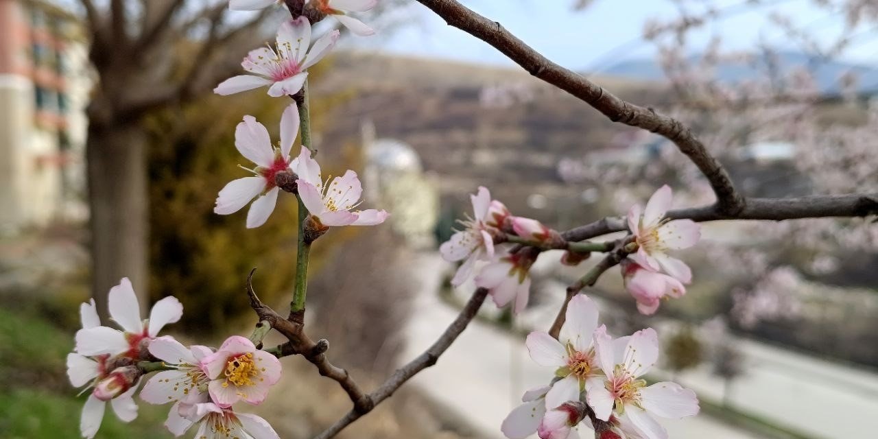 Tunceli’de badem ağaçları çiçek açtı, üretici tedirgin