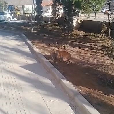 Kavga eden kedileri hem çekti hem de sunucu gibi anlattı: ’’Karşısındaki belasını arıyor herhalde’’