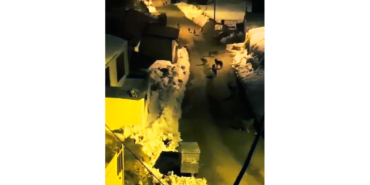 Aç kalan kurtlar şehre indi