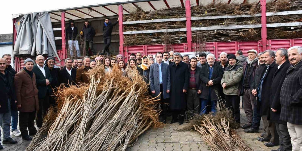 Çatak’ta fidan dağıtım