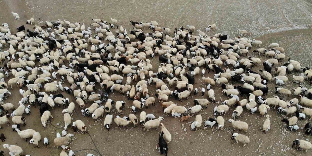 Koyun ve kuzuların renkli buluşması