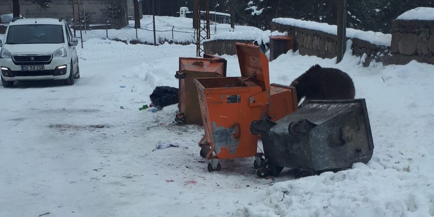 Sarıkamış’ta caddelerde yiyecek arayan yavru ayı ilgi odağı oldu 