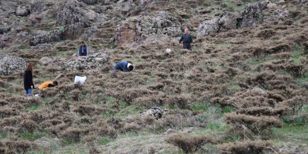 Dağlarda çiriş otu bereketi