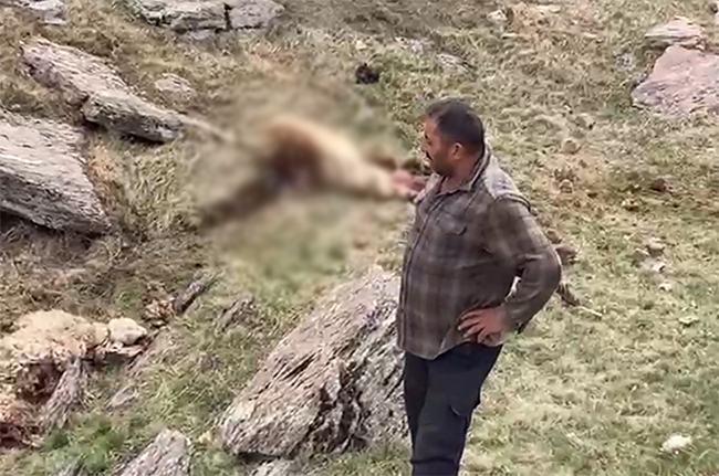 Kars'ta sürüye saldıran kurtlar 70 koyunu telef etti