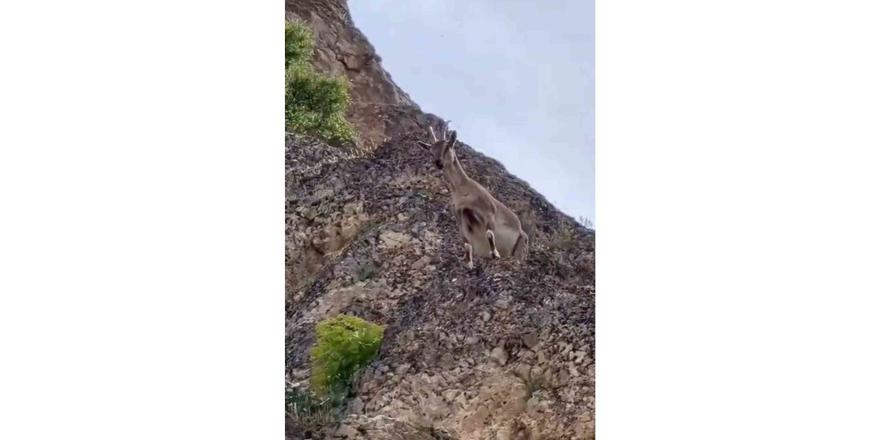 Dağ keçileri Palu Kalesi’ni mesken tuttu