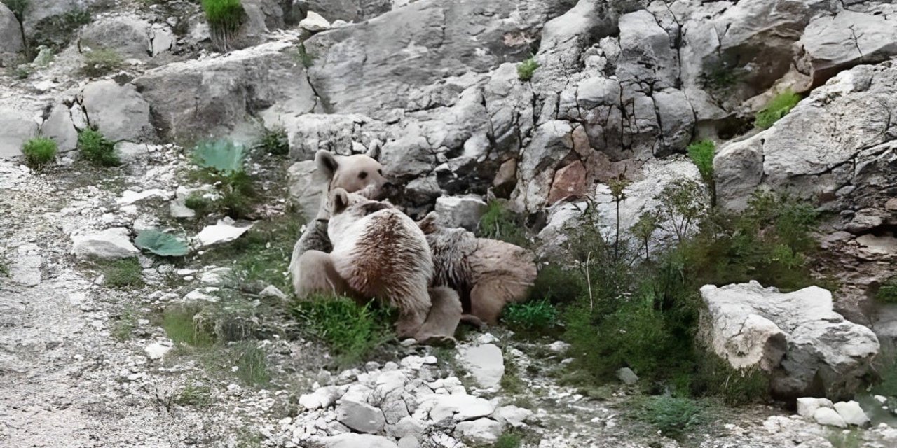 Tunceli’de anne ayı, yavrularını emzirirken görüntülendi