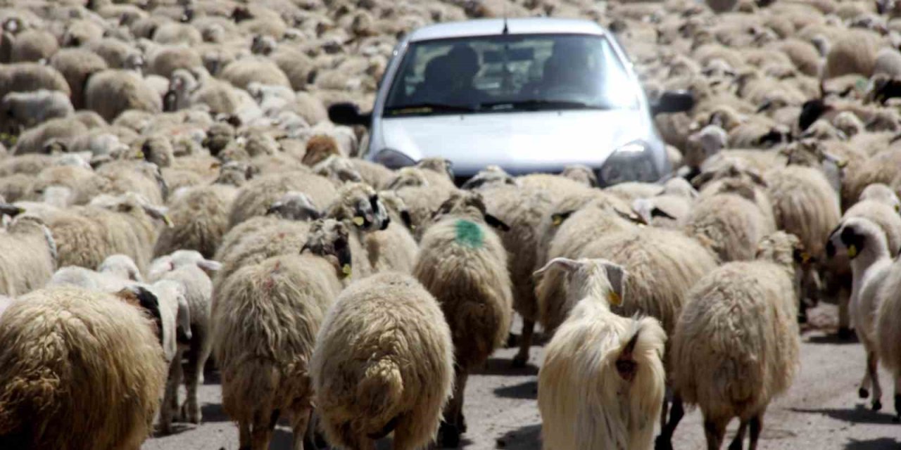 Koyun sürüsü karayoluna çıktı, sürücüler şaştı