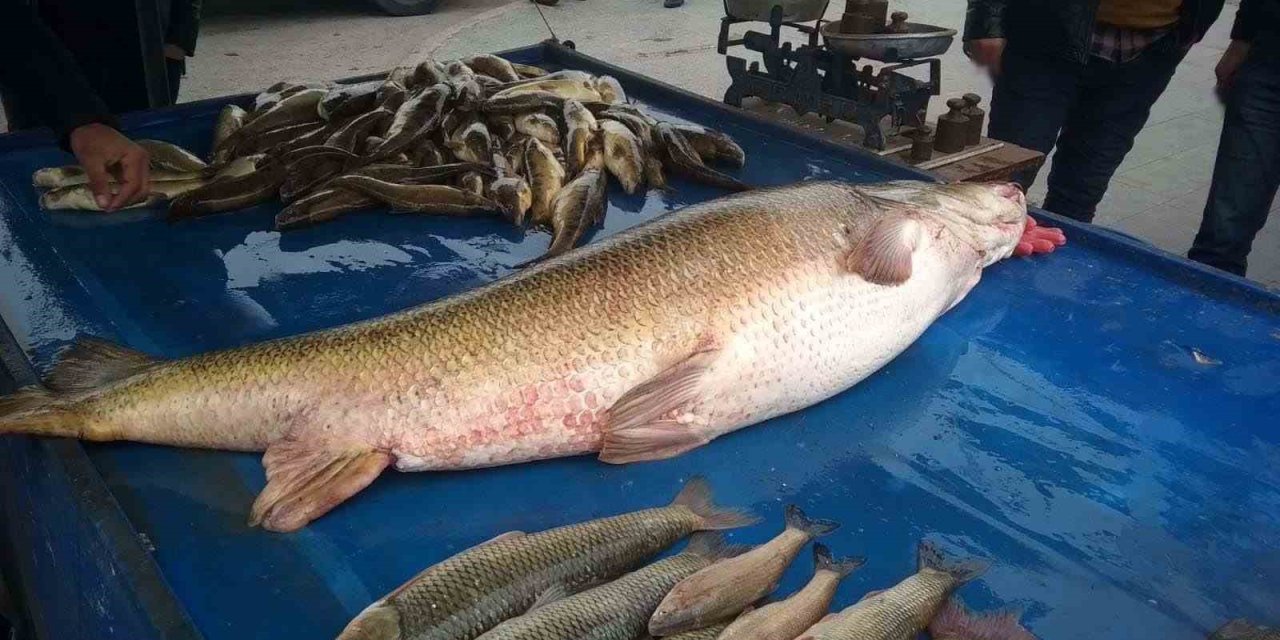 Dev turna balığı ilgi odağı oldu