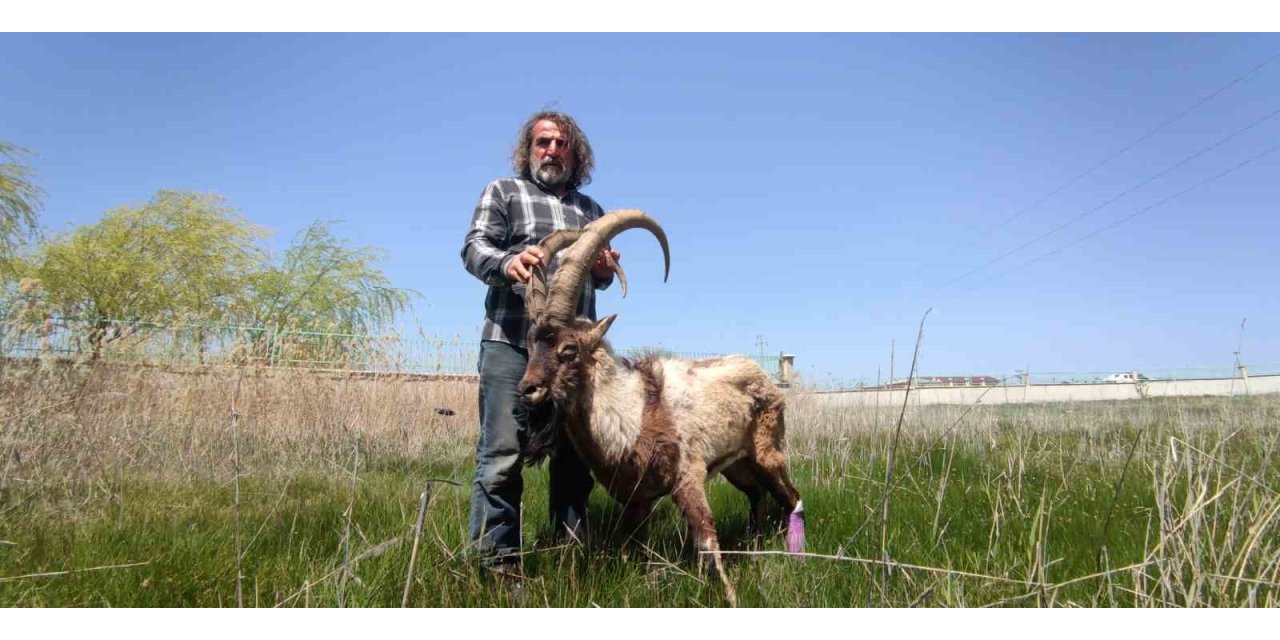 Yaralı halde bulunan yaban keçisi tedavi altına alındı