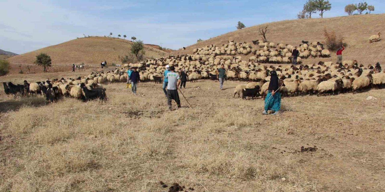 Tarım Müdürlüğü ekipleri, Kemah’ta küpeleme ve aşılama çalışması yaptı