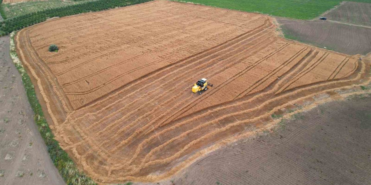 Hububatta sarı pasa dikkat!