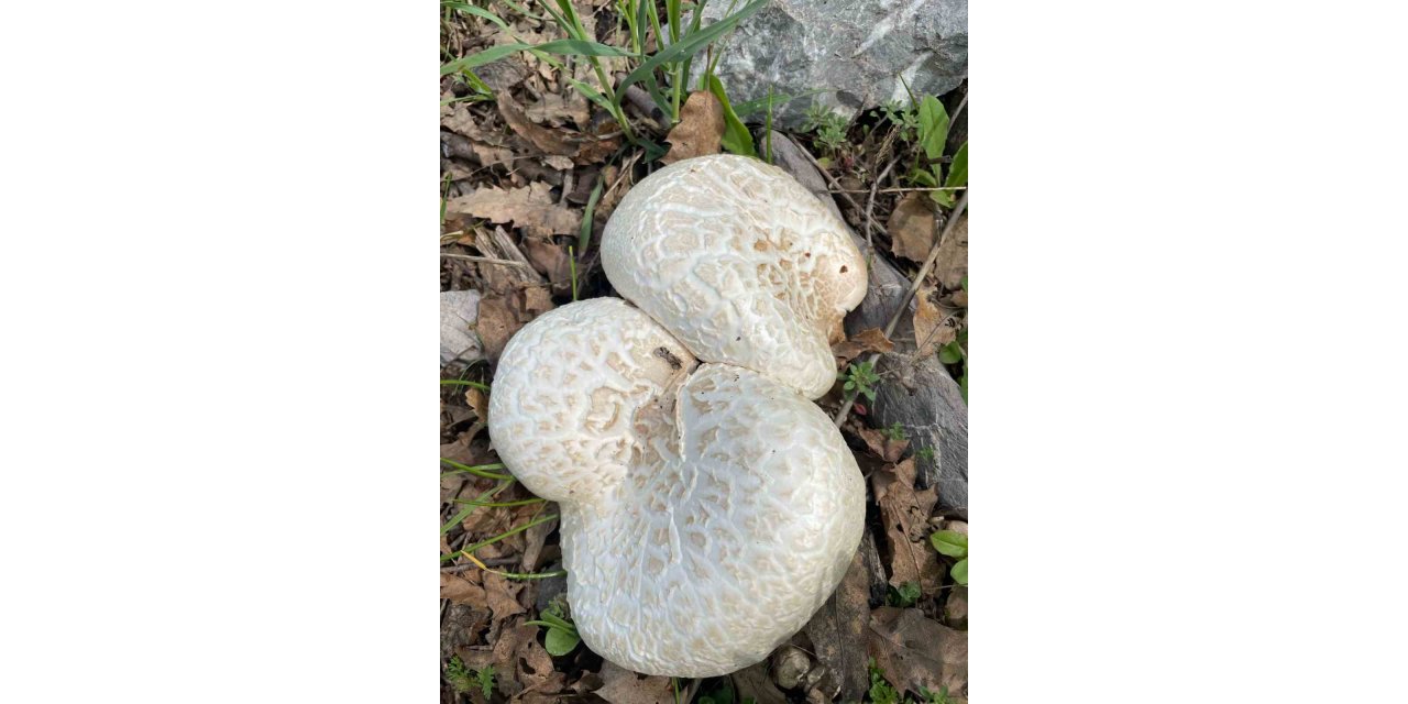 Şemdinli’de mantar bereketi vatandaşın yüzünü güldürdü