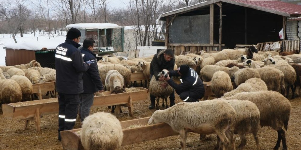 Çayırlı’da küçükbaş hayvanlarda aşılama kampanyası