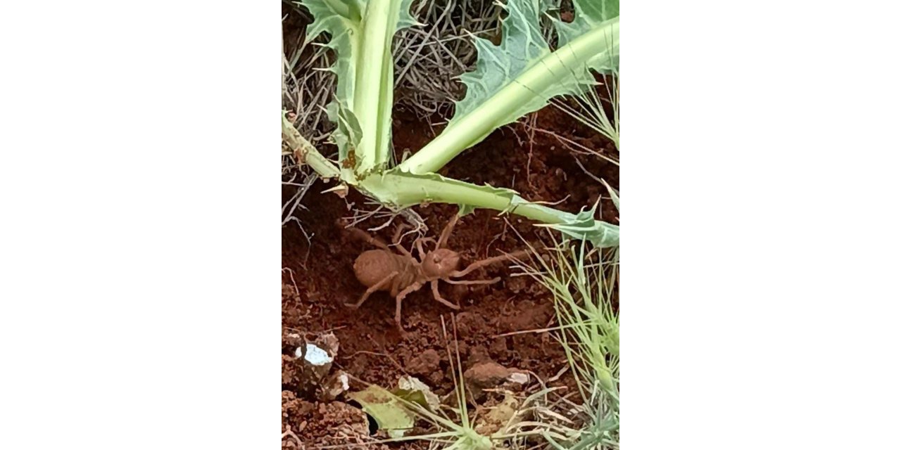 Elazığ’da et yiyen ’Sarıkız Örümceği’ görüldü