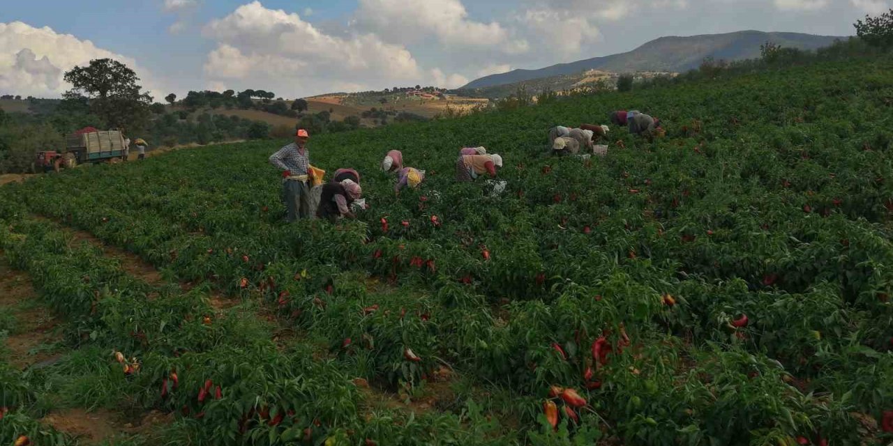 Erzincan kapya biber yetiştiriciliği yaygınlaşıyor