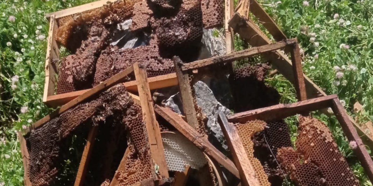 Ayılar bir gecede çok sayıda arı kovanını kırdı, binlerce arı telef oldu